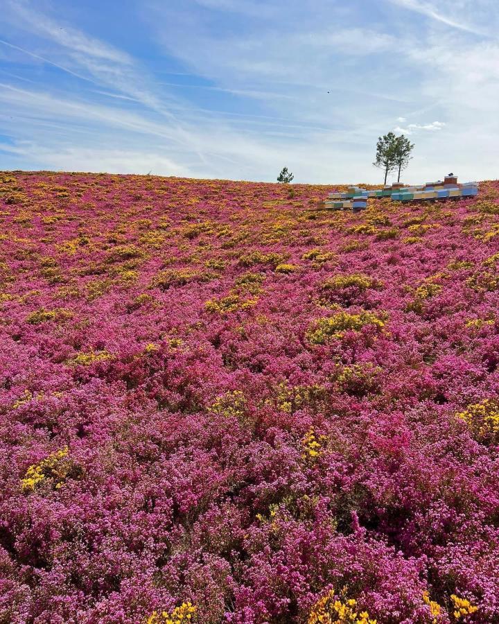 Apartmán O Refugio Do Mineiro Arouca Exteriér fotografie